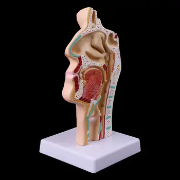 Анатомическая носовая полость человека, анатомия горла, медицинская модель учебного пособия Dropship 12