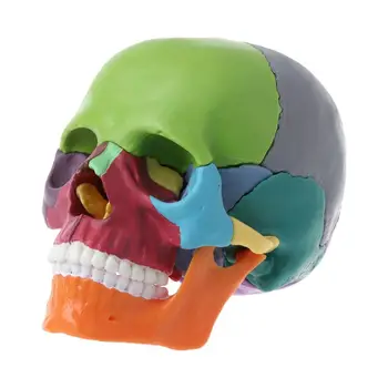 15 шт. /компл. Анатомическая модель черепа в разобранном виде, Съемный Медицинский свитер 8