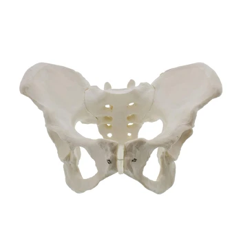 Модель женского таза в натуральную величину, модель бедра - Модель женской анатомии, Модель тазовой кости, Анатомическая модель женщины 7